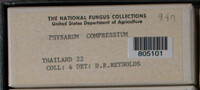 Physarum compressum image